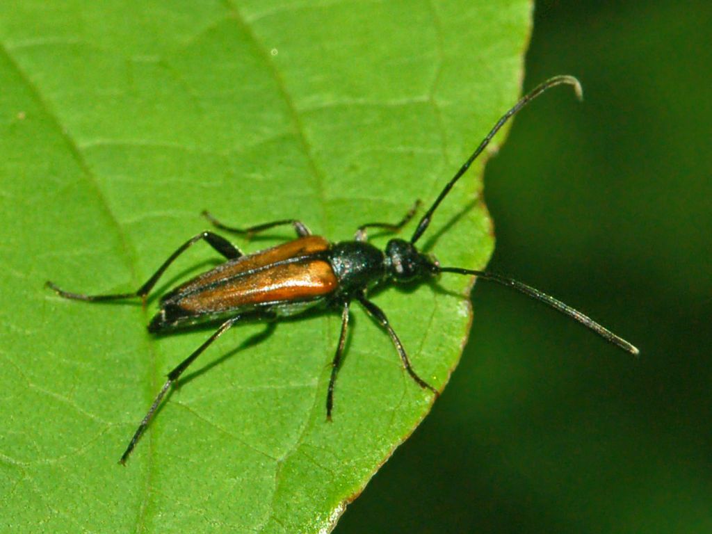 Cerambycidae da determinare